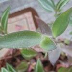 Tradescantia pallida List