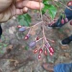 Fuchsia paniculata Плод