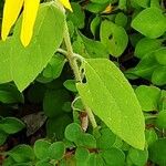 Helianthus divaricatus Лист