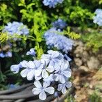 Plumbago auriculataFlower