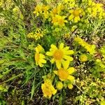 Senecio vernalis Floare