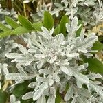Artemisia stelleriana Leaf