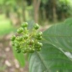 Psychotria racemosa Ffrwyth