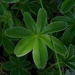 Alchemilla alpigena Leaf