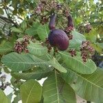 Anacardium occidentale Φρούτο