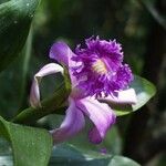 Sobralia setigera Virág