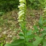 Digitalis luteaBlomma