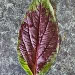 Amaranthus tortuosus 葉