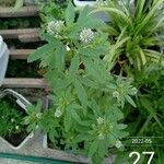 Trigonella caerulea Λουλούδι