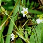 Linum catharticum ফুল