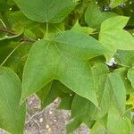 Liquidambar formosana برگ