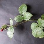 Rubus imbricatus Blad