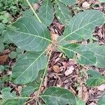 Terminalia bellirica Leaf