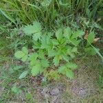 Potentilla norvegica পাতা