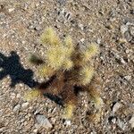 Cylindropuntia bigelovii List