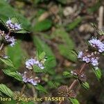 Mentha × gracilis फूल