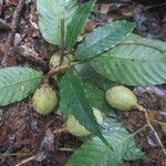 Lacunaria crenata Fruit