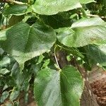 Tilia × euchlora Leaf