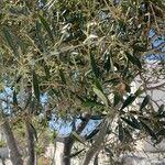 Olea europaeaHostoa