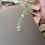 Cynoglossum lanceolatum Flor