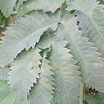 Melianthus major Blatt