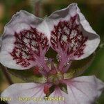 Erodium daucoides Flower