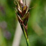 Carex macrostylos Frukto