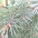 Picea breweriana Folha