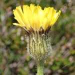 Hypochaeris maculata Flor