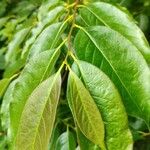 Diospyros japonica Hoja