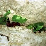 Asplenium sagittatum Natur