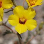 Mentzelia nitens Flower