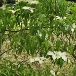 Cornus capitata Leaf