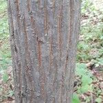 Carya tomentosa Bark