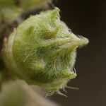 Pavonia urens Otro