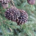 Picea orientalis Gyümölcs