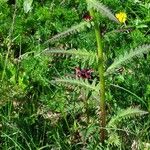 Pedicularis recutita Folla