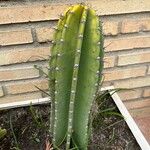 Cereus jamacaru Φύλλο