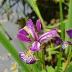 Iris versicolor Floro