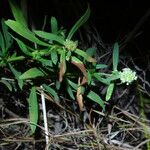 Spermacoce verticillata Leaf