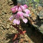 Collinsia tinctoria Buveinė