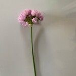 Allium roseum Blodyn