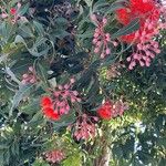 Corymbia ficifolia 叶