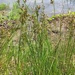 Juncus compressus Leaf