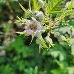 Rubus nemoralis Fleur