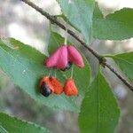 Euonymus verrucosus Fruit