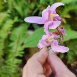 Bletia purpurea പുഷ്പം