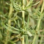 Hypericum hyssopifolium Rhisgl