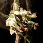 Scaphyglottis minutiflora Fruit