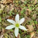 Zephyranthes atamasco Flower